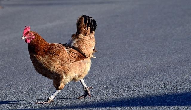 Chicken road online in Netherlands