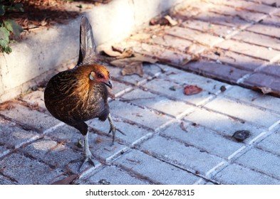 Jugar chicken road - La Férrea Ruta del Pollo: El Nuevo Juego de Azar en España